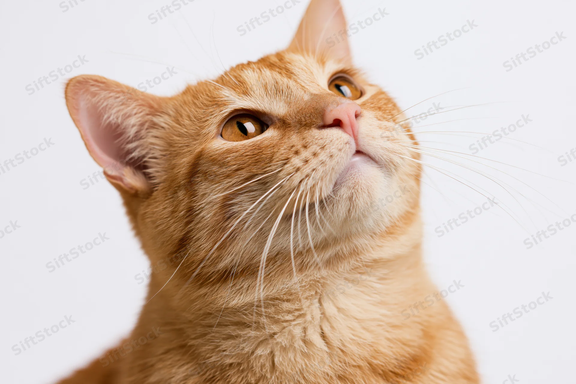 Orange tabby cat looking upward with alert amber eyes in studio portrait
