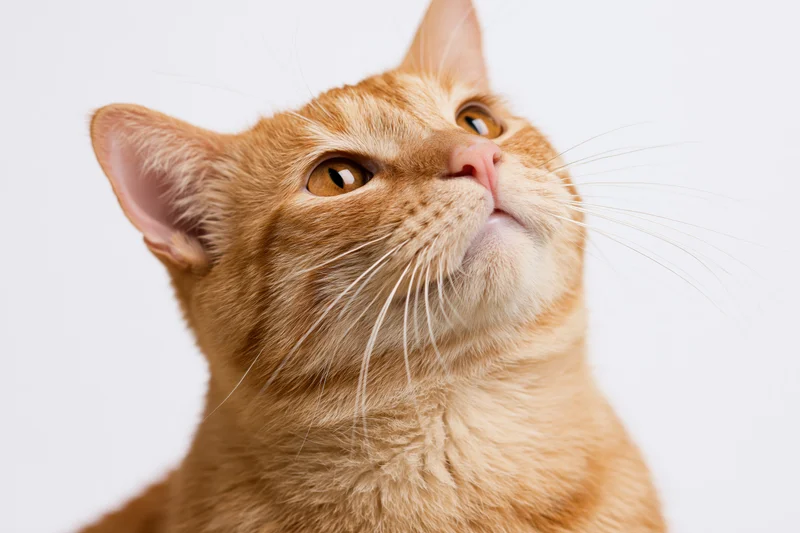 Orange tabby cat looking upward with alert amber eyes in studio portrait