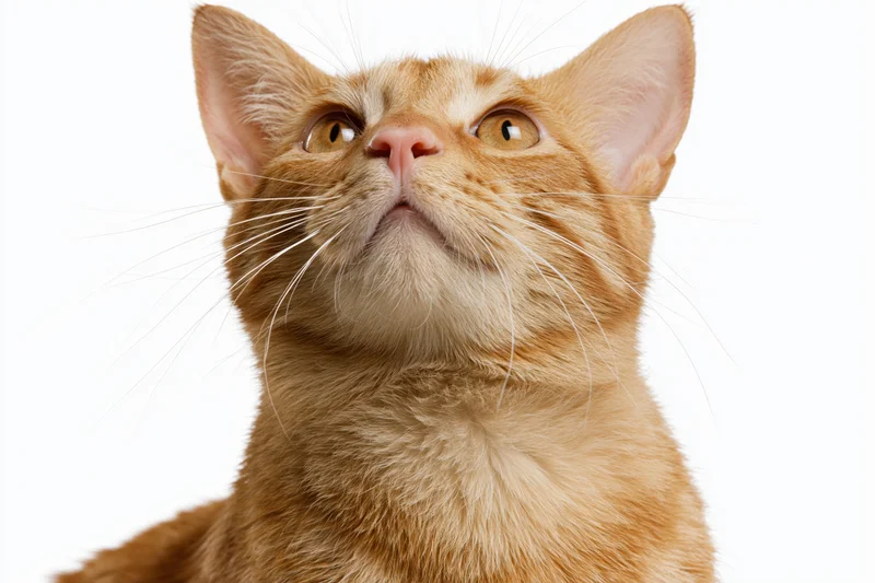 Closeup of orange tabby cat looking upward with alert amber eyes against white background