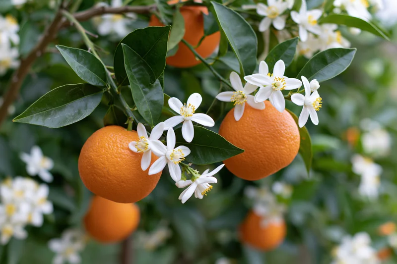 Ripe oranges and white blossoms on a citrus tree branch in an orchard