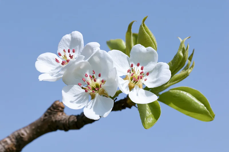 Pear tree branch with white blossoms and green leaves against blue sky