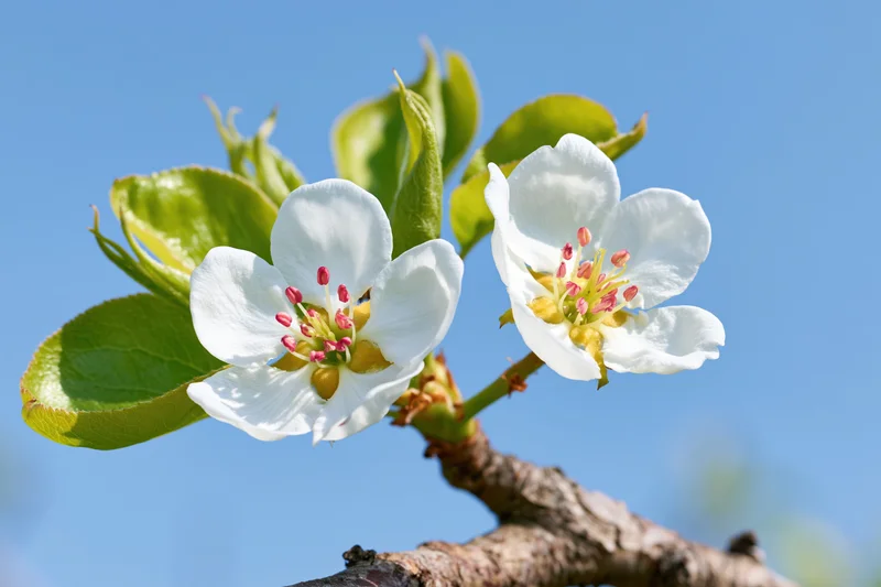Two white pear blossoms on a branch with green leaves against a blue sky