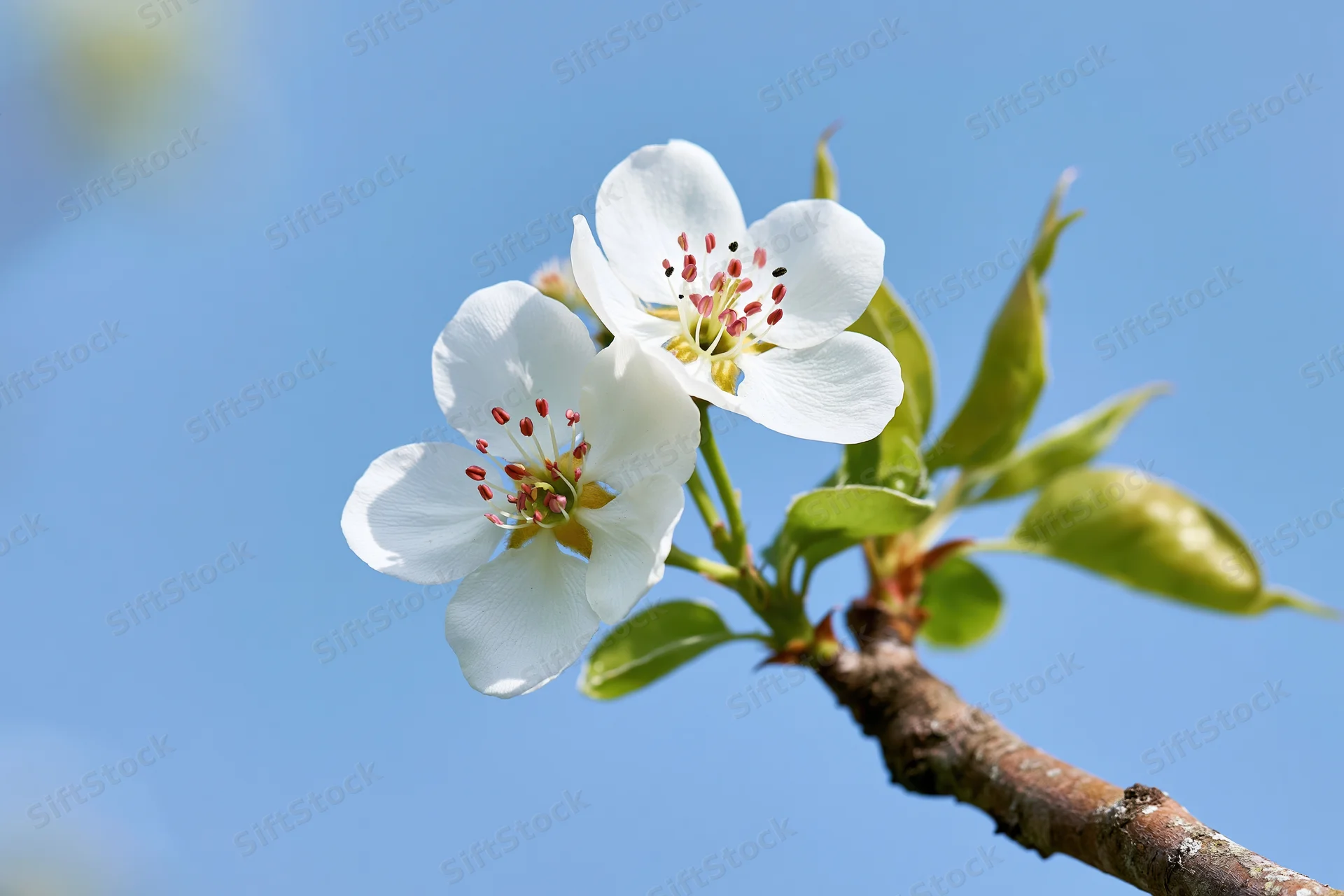 Two white pear blossoms on a branch with emerging leaves against a clear blue sky