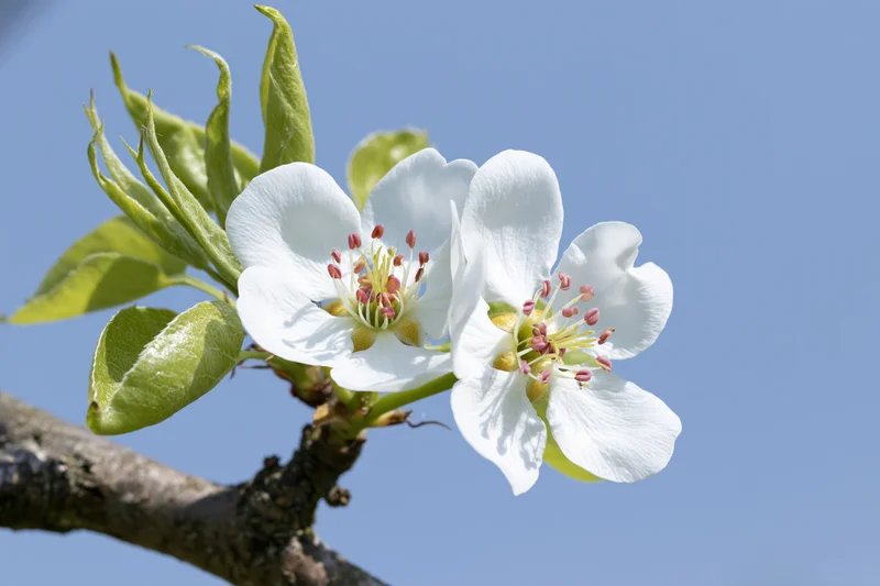 Two white pear blossoms on a branch with new green leaves against a clear blue sky