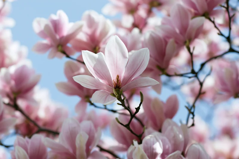 Pink magnolia blossoms blooming on tree branches against blue sky