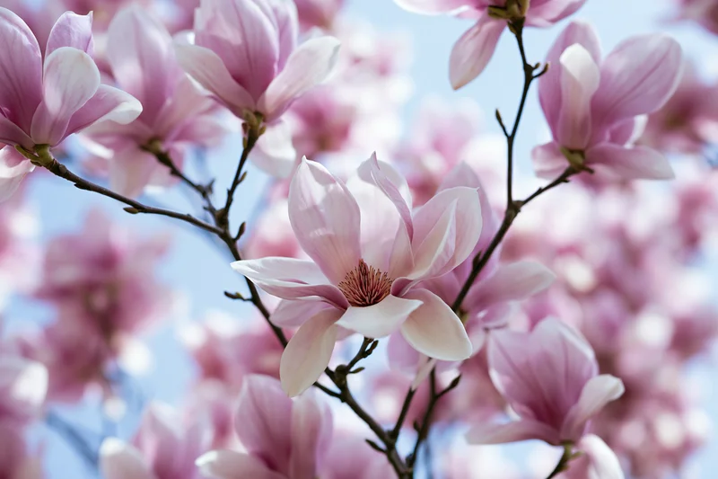 Pink magnolia blossoms blooming on tree branches against blue sky