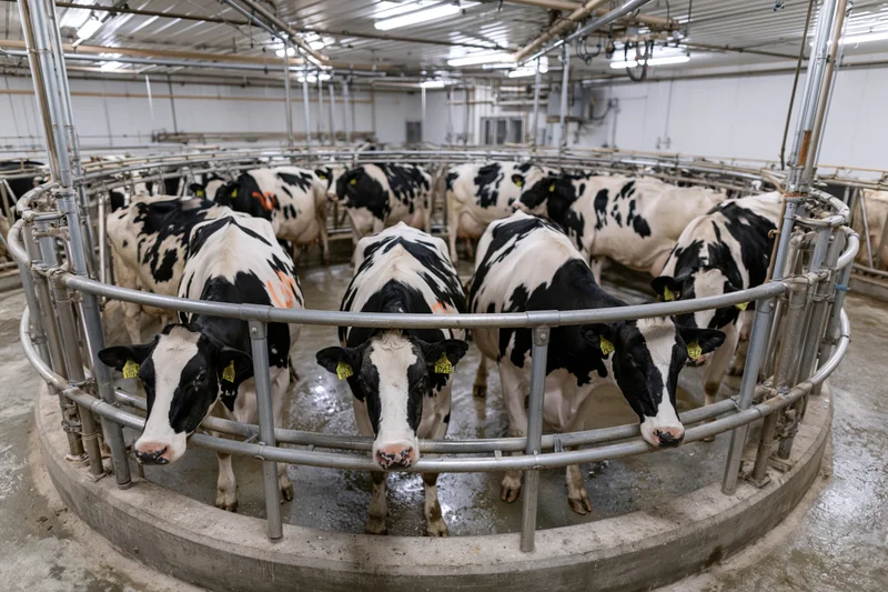 Holstein dairy cows standing in a rotary milking carousel inside a modern farm facility