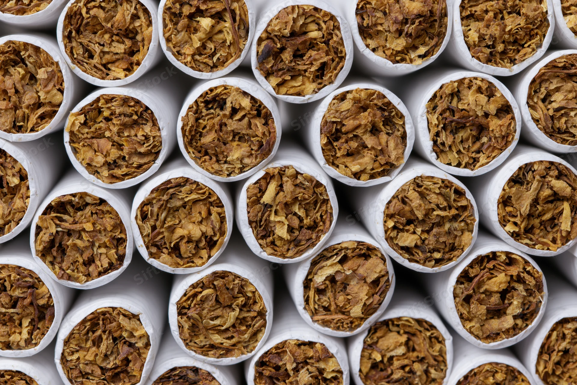 Closeup of unlit cigarettes arranged in rows viewed from the open tobacco end