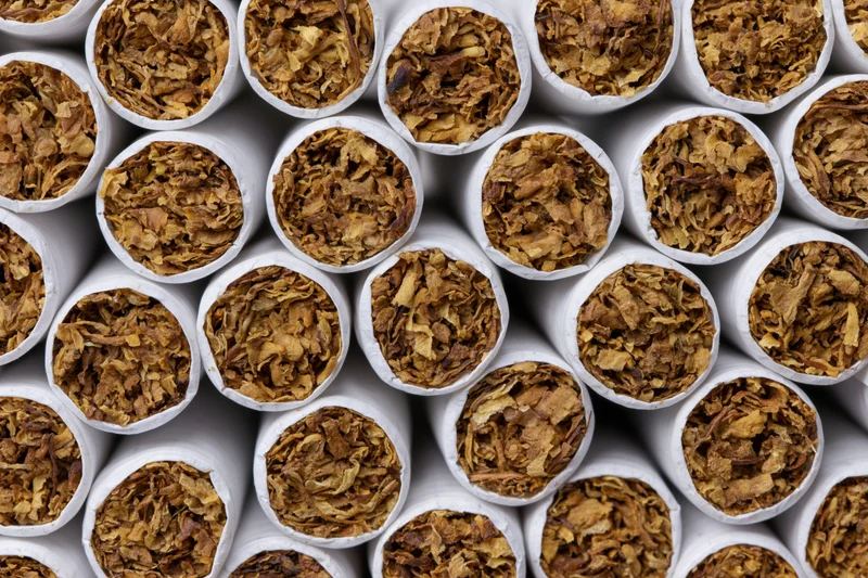 Closeup of unlit cigarettes arranged in rows viewed from the open tobacco end