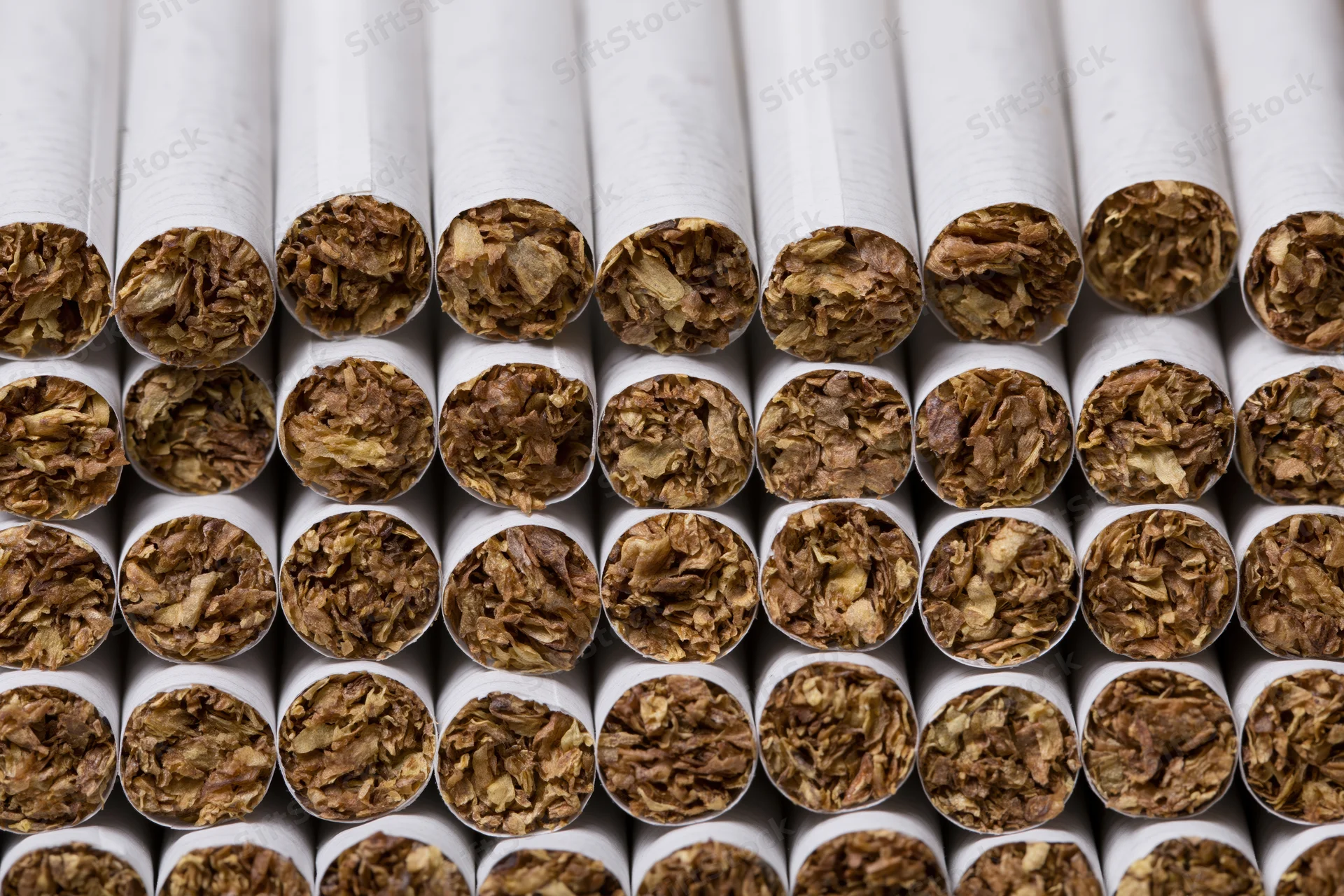 Rows of unlit cigarettes viewed from open tobacco end in closeup arrangement