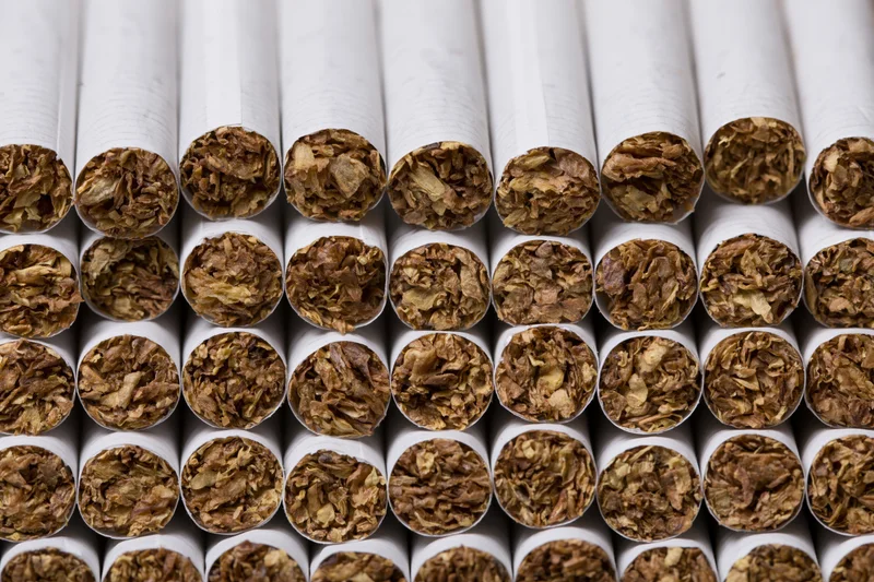 Rows of unlit cigarettes viewed from open tobacco end in closeup arrangement
