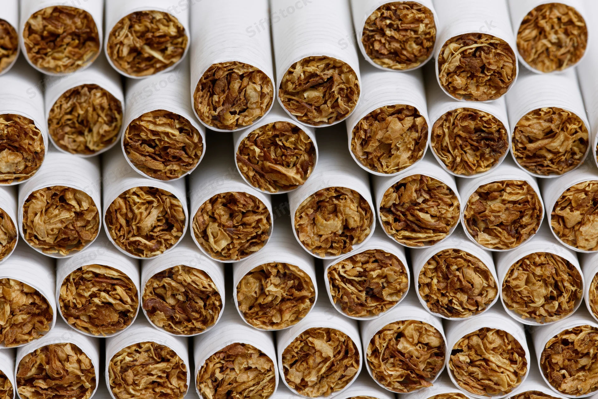 Rows of unlit cigarettes viewed from open tobacco end in close-up arrangement