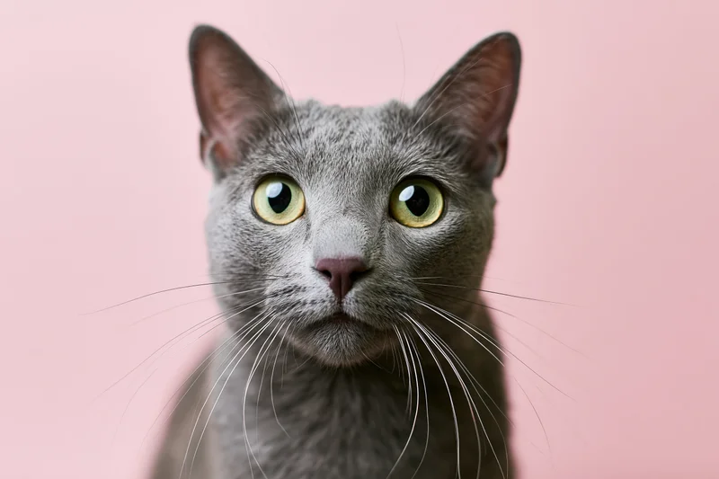 Russianblue cat looking directly up at camera with wide eyes against pink background