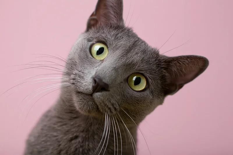 Russianblue cat looking up with wide green eyes against pink background