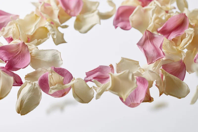 Scattered pink and cream rose petals floating midair against white background with copyspace