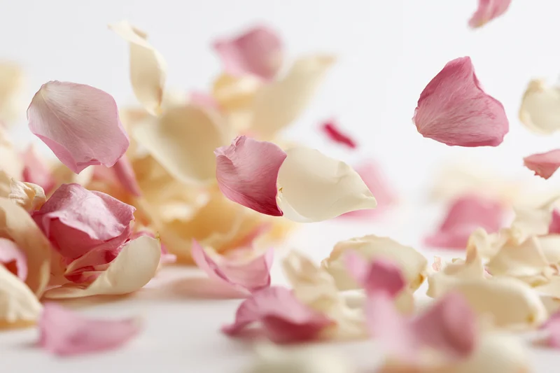 Pink and cream rose petals floating midair against a white background