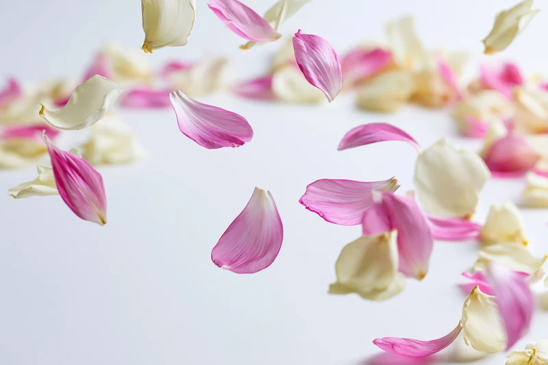 Pink and cream flower petals floating midair against a white background