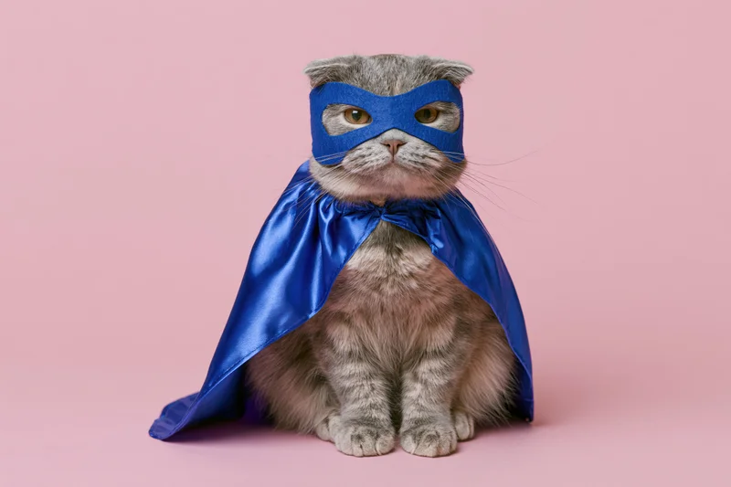 Scottish Fold tabby cat in blue superhero costume with cape and mask sitting upright against pink background