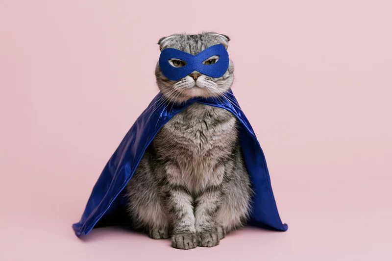 Scottishfold tabby cat wearing blue superhero mask and cape sitting upright on pink background