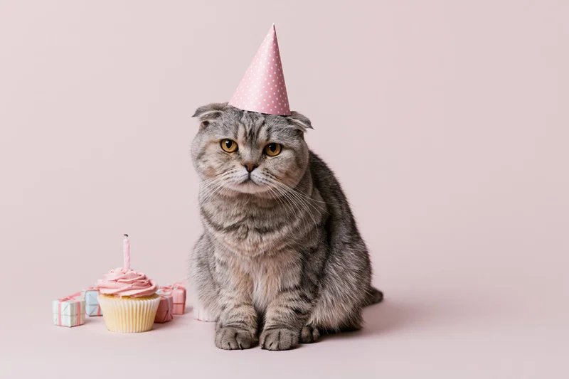 Scottishfold tabby cat wearing pink party hat sitting beside cupcake and gift on pastel background