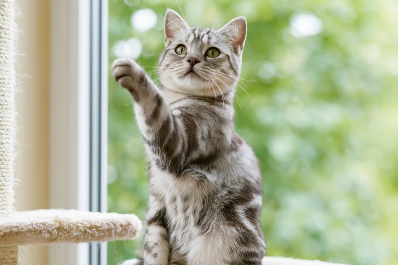 Silver tabby cat sitting upright with paw raised near window in home setting