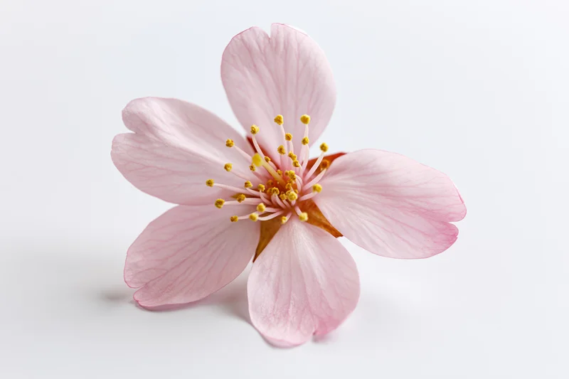 Single cherry blossom flower in closeup against a white background