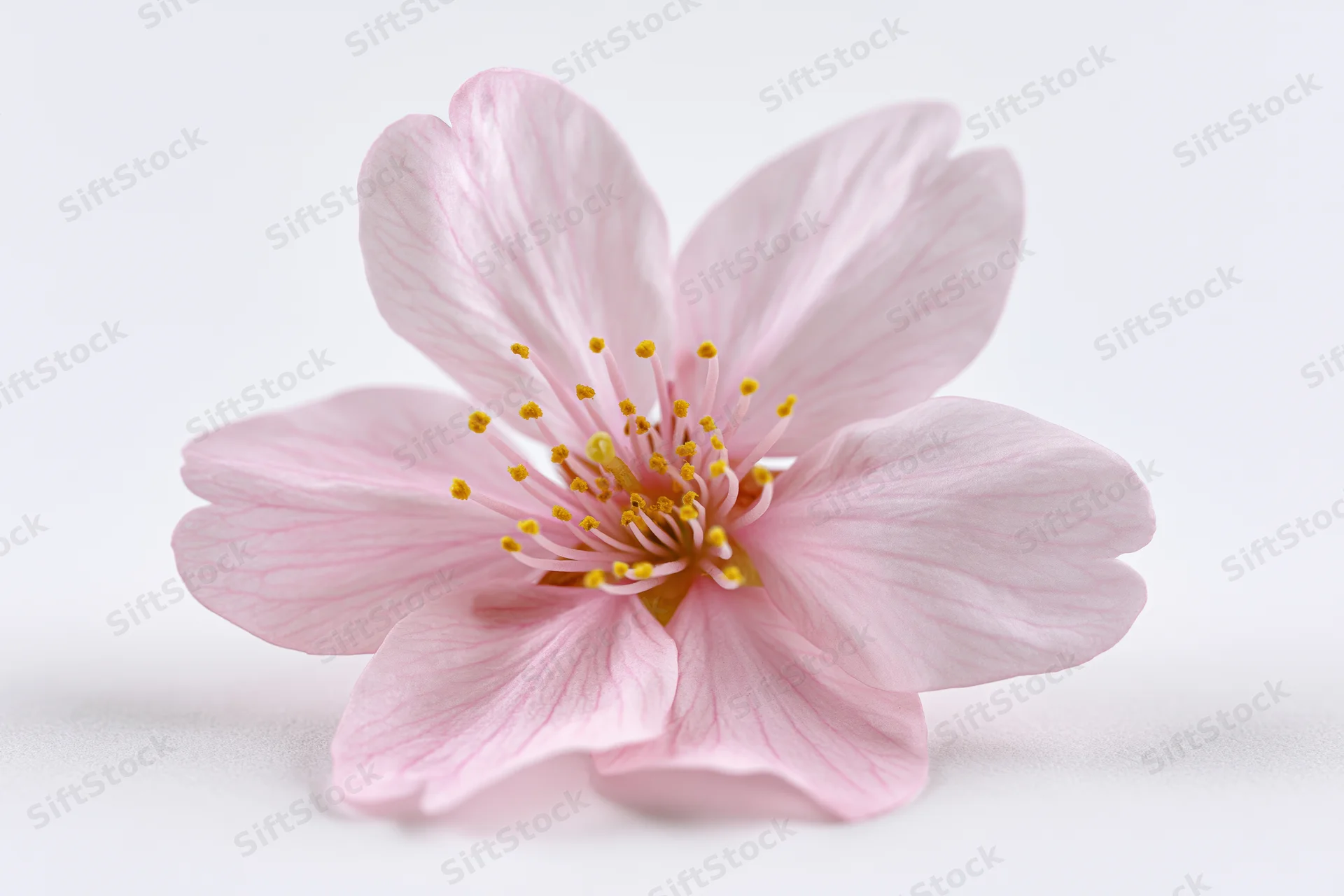 Single cherry blossom flower in closeup against white background