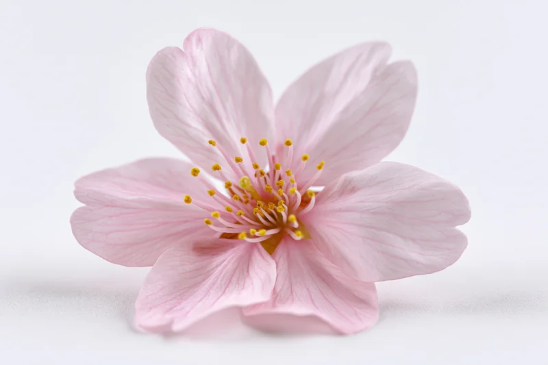 Single cherry blossom flower in closeup against white background