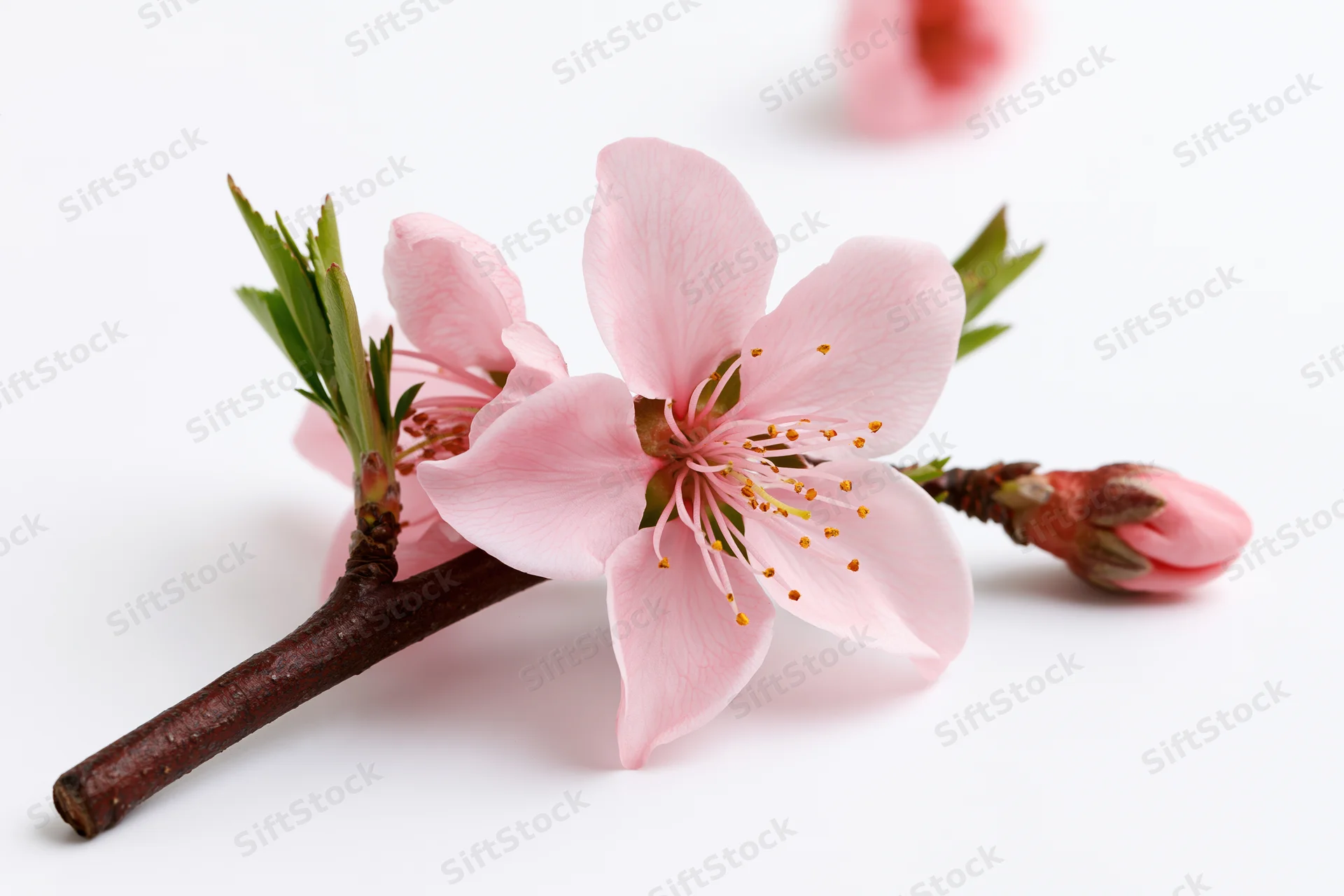 Peach blossom branch with open pink flowers and buds on white background