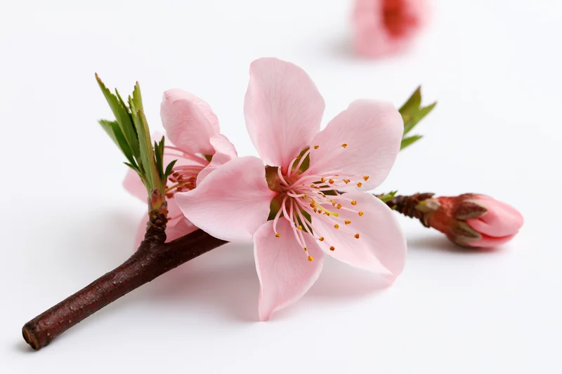 Peach blossom branch with open pink flowers and buds on white background