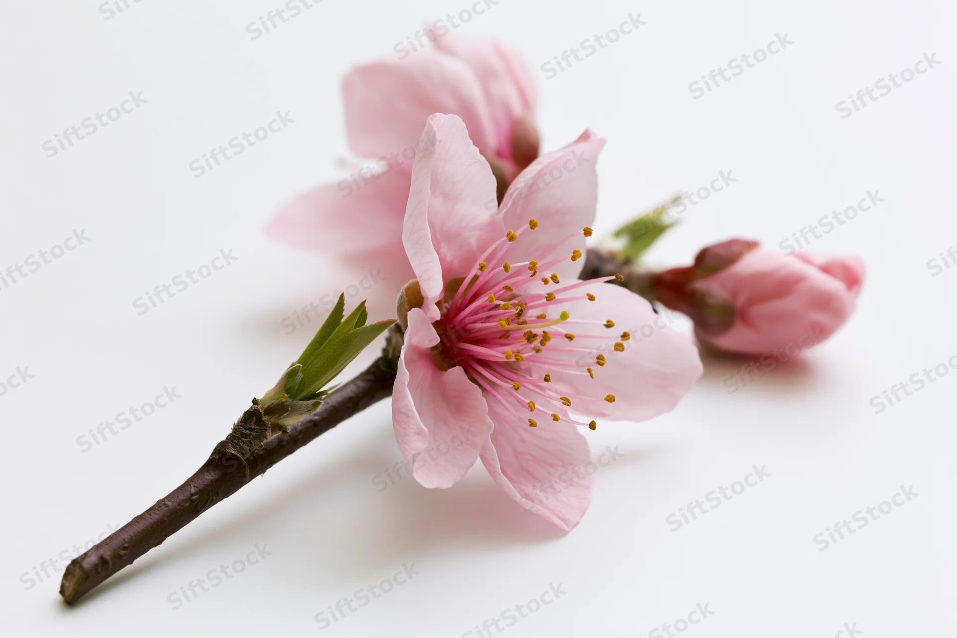 Peach blossom branch with two open pink flowers and a bud on white background