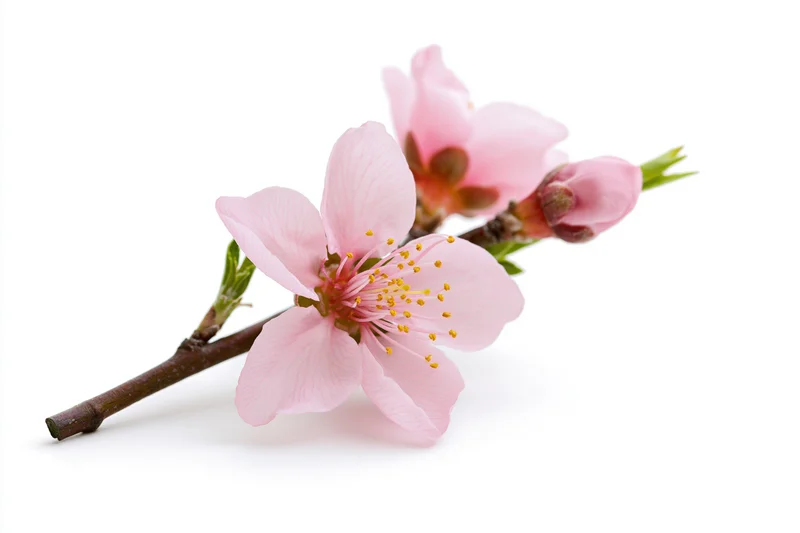 Peach blossom branch with two open pink flowers and buds on white background