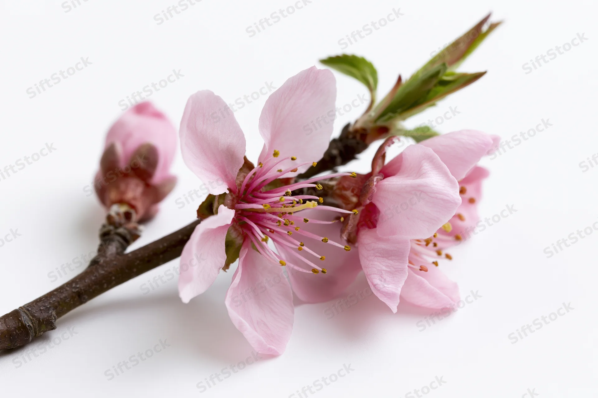 Peach blossom branch with two open pink flowers and a bud on white background