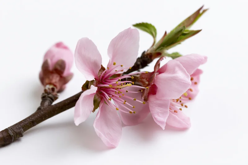 Peach blossom branch with two open pink flowers and a bud on white background