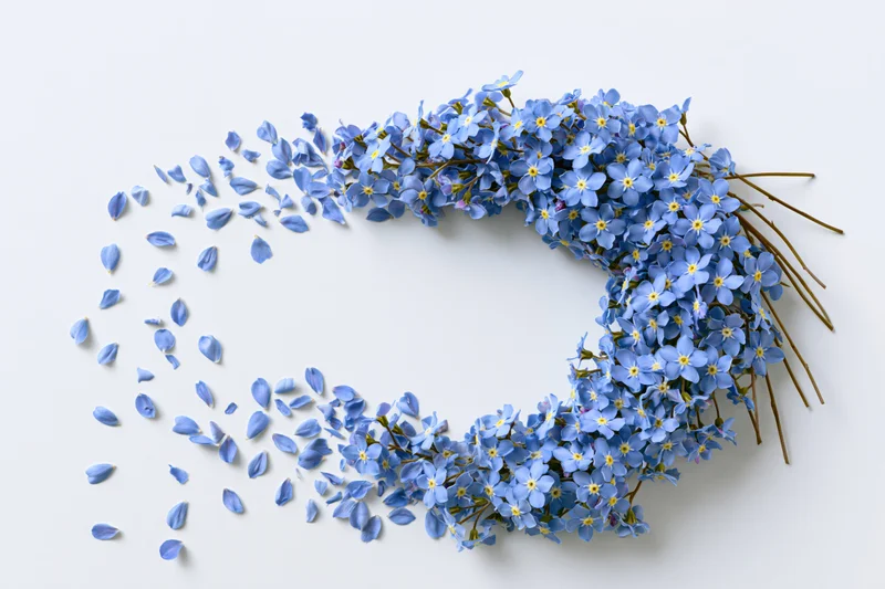 Blue forget-me-not flowers arranged in a curved arc with scattered petals on a white surface