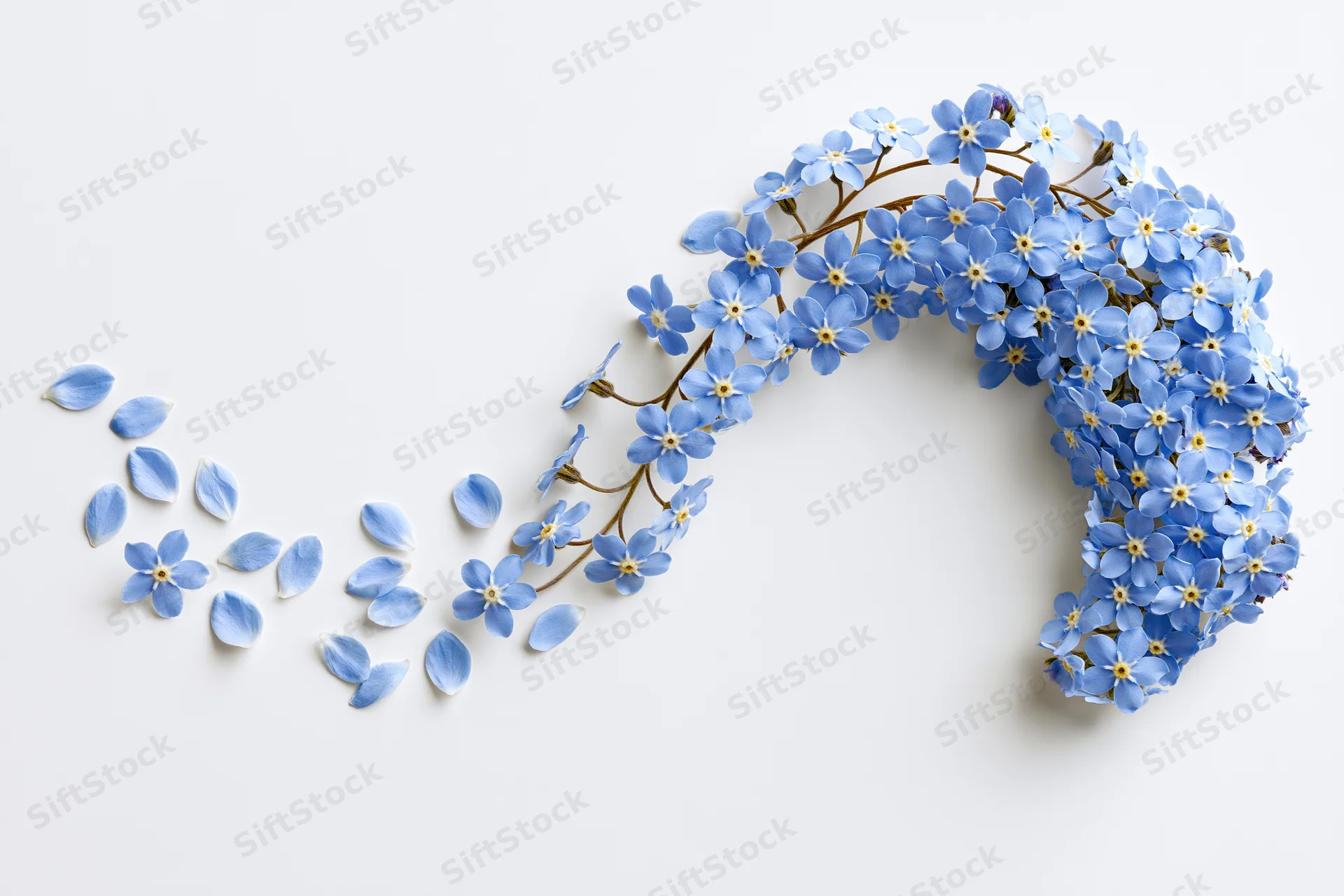 Blue forget-me-not flowers and scattered petals arranged in a curved line on a white background