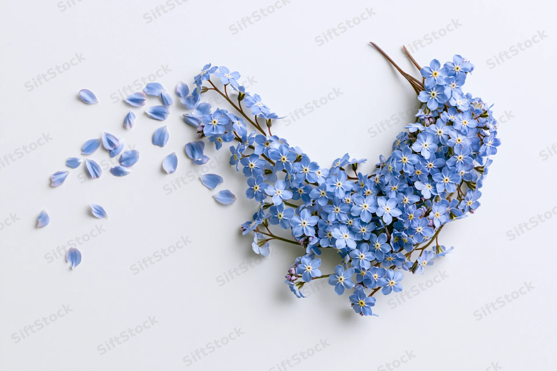 Blue forget-me-not flowers and scattered petals arranged on a white surface