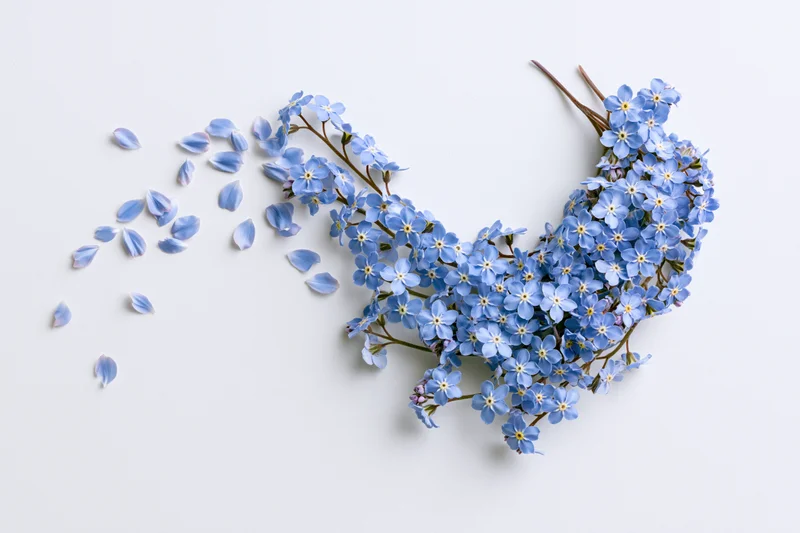 Blue forget-me-not flowers and scattered petals arranged on a white surface