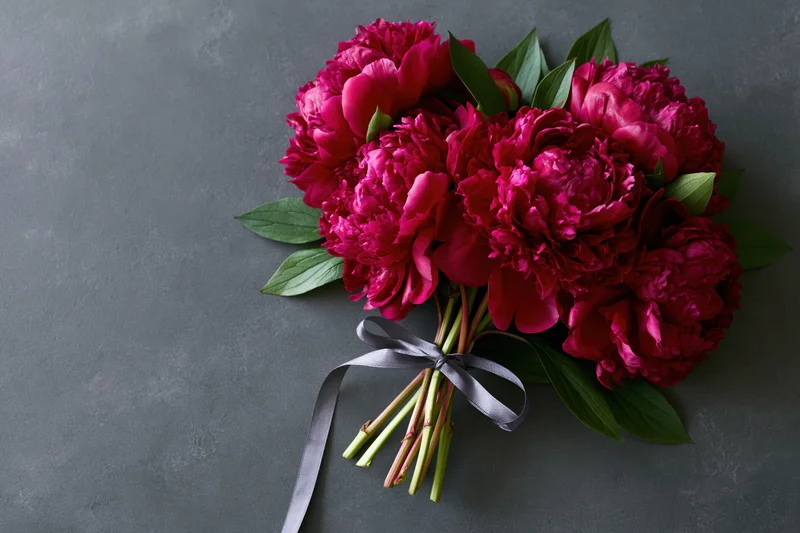 Small bouquet of deep crimson peonies with green stems and leaves tied with gray ribbon on gray surface