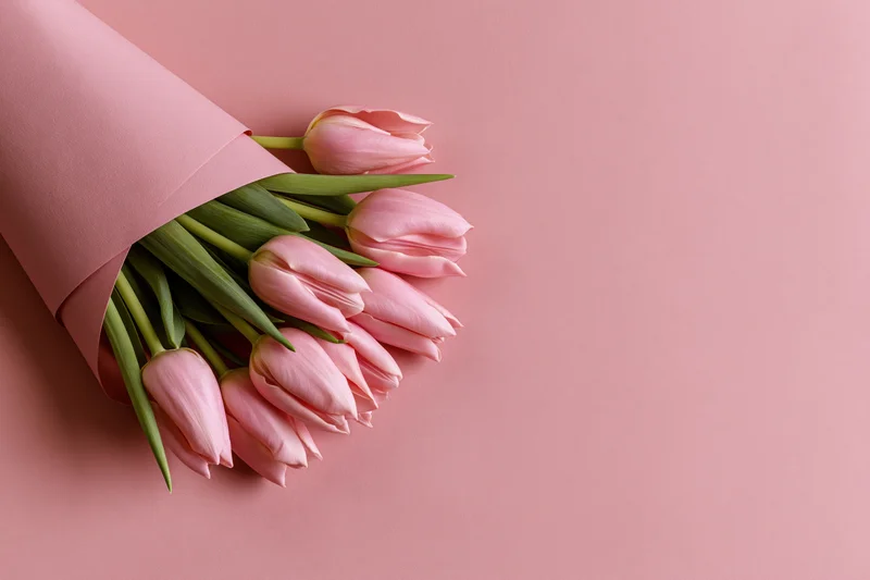 Small bouquet of pale pink tulips with green stems wrapped in pink paper on a pink surface