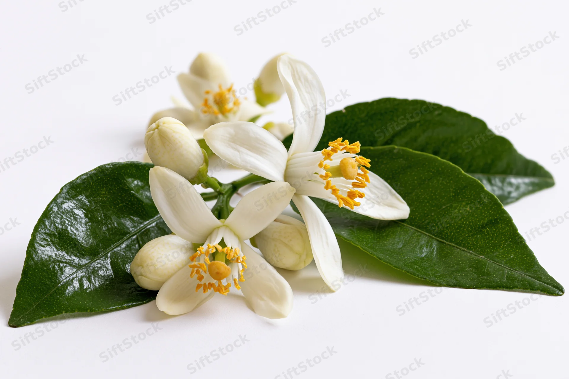 Cluster of white orange blossom flowers with green leaves on white background