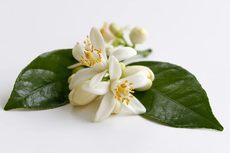 Cluster of white orange blossom flowers with green leaves on white background