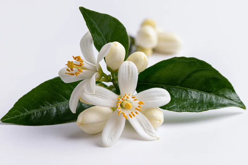 Cluster of white orange blossom flowers with green leaves on white background