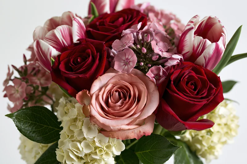 Close-up of a bouquet of red and pink roses with tulips and hydrangeas on a white background