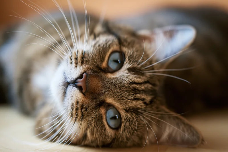 Tabby cat lying on floor looking upward with alert blue eyes