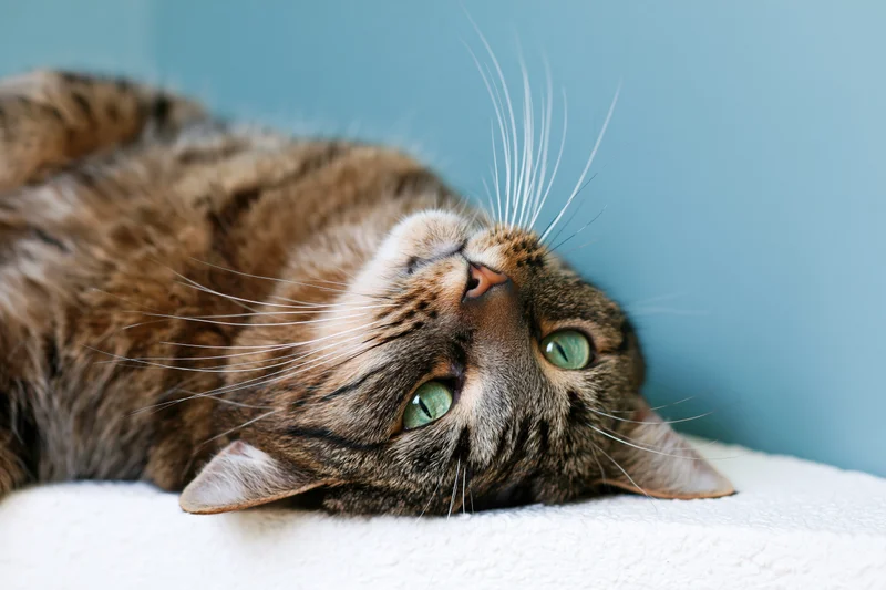 Tabby cat lying on its side with head tilted upside down on a white towel