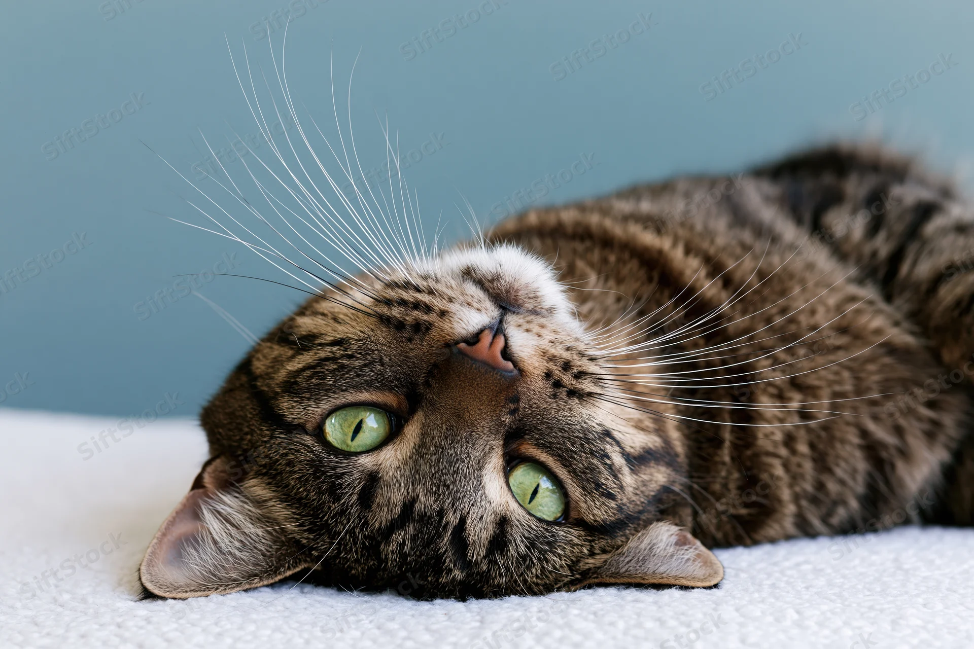 Tabby cat lying on its side with head tilted upside down on a white blanket