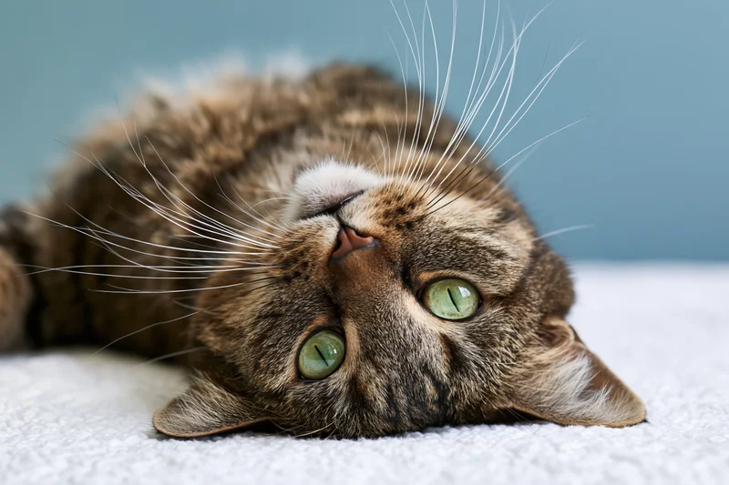 Tabby cat lying on its side with head tilted upside down on white blanket