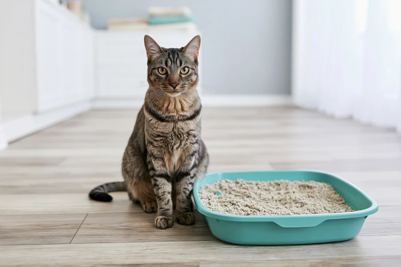 Tabby cat sitting upright beside a teal litterbox on light wood laminate flooring indoors