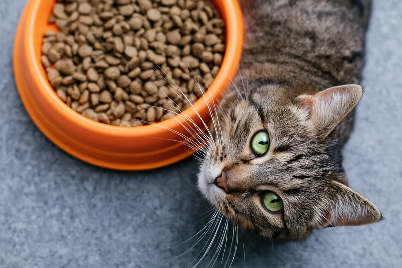 Tabby cat with bright green eyes looking up at camera beside orange bowl of dry kibble on gray carpet